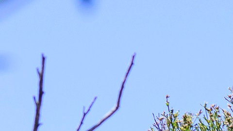 Lori Cincotta escarba para poder poner plantas nativas  durante el Día de la Tierra en Dana Point.