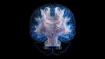 Experiencias de la infancia moldean la materia blanca del cerebro