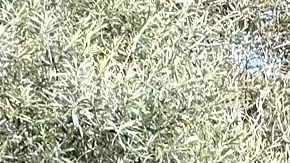 Fabián Damián Flores Jiménez, pequeño producto de huevos.