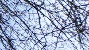 Harvard es solo una de las docenas de instituciones que han sido blanco de la administración Trump.