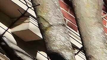 La Universidad de Harvard demandó al gobierno de Trump tras la congelación de miles de millones en fondos federales.