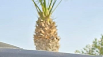 ICE realiza operaciones bajo nuevas reglas del gobierno de Donald Trump.