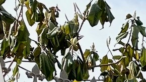 Martha Arévalo, líder de CARECEN invita al desfile del Primero de Mayo.