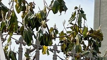 Martha Arévalo, líder de CARECEN invita al desfile del Primero de Mayo.