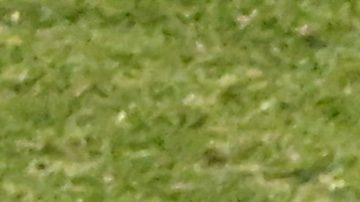 Puebla, Puebla, 12 de diciembre de 2024. Sergio Canales y Martín Demichelis, Director Técnico, durante el partido de ida de la Final del torneo Apertura 2024 de la Liga BBVA MX, entre las Águilas del América y los Rayados del Monterrey, celebrado en el estadio Cuauhtémoc. Foto: Imago7/Rodrigo Peña