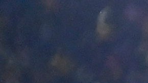 San Nicolás de los Garza, Nuevo León, 15 de febrero de 2025. , durante el partido correspondiente a la jornada 7 del torneo Clausura 2025 de la Liga BBVA MX, entre los Tigres de la UANL y la Máquina Celeste del Cruz Azul, realizado en el estadio Universitario. Foto: Imago7/Andrea Jiménez