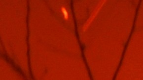 A person tries to hose down embers from the Palisades Fire in the Pacific Palisades neighborhood of Los Angeles, Tuesday, Jan. 7, 2025. (AP Photo/Etienne Laurent)