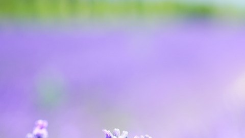 Lavanda