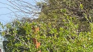 La alcaldesa Regina Romero ha convertido a Tucson en una ciudad refente en temas ambientales para el resto de Estados Unidos. /FOTOS: OFICINA DE ALCALDESA REGINA ROMERO