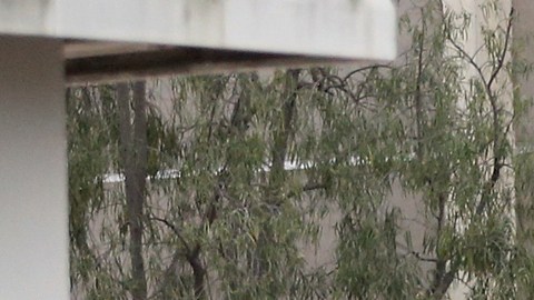 Investigators leave the Church of Scientology, at left rear, after a shooting in Inglewood, Calif., Wednesday, March 27, 2019. Two police officers and a suspect were shot Wednesday after law enforcement responded to reports of a man with a sword entering the Church of Scientology in Inglewood, authorities said. (AP Photo/Reed Saxon)