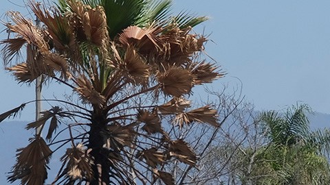 Rancho Izaguirre