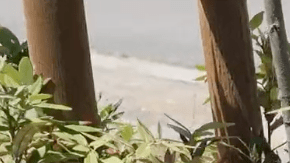 El Cuerpo de Servicio de California es la fuerza de servicio más grande del país.