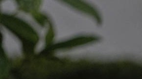 Donald Trump, presidente de la nación