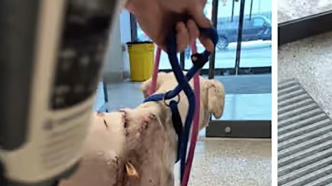 crueldad animal