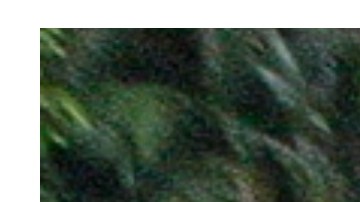 Padre Alberto y Bad Bunny