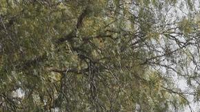 Viacrucis en Iztapalapa.