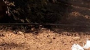 Narcolaboratorio en México.