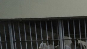 Por ahora, la Administración Trump no puede deportar a inmigrantes a El Salvador.