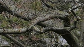 Trump insiste en que Harvard debería facilitar a su Gobierno datos de sus estudiantes