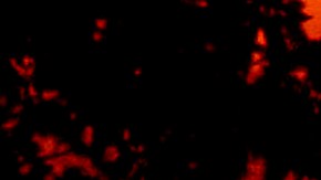 A car comes over a hill as the sun rises in the outskirts of Frankfurt, Germany, Monday, May 3, 2021. (AP Photo/Michael Probst)