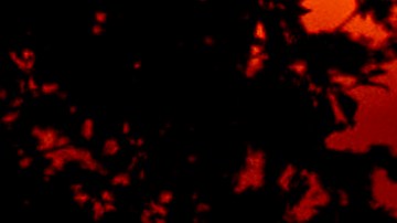 A car comes over a hill as the sun rises in the outskirts of Frankfurt, Germany, Monday, May 3, 2021. (AP Photo/Michael Probst)