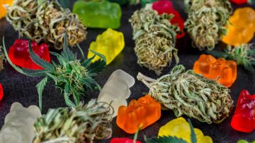 Fumar marihuana y comer gomitas de cannabis si representa riesgos para la salud estudio