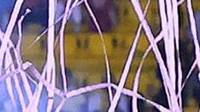 Las Tuzas levantaron el título del Clausura 2025 de la Liga MX femenil.