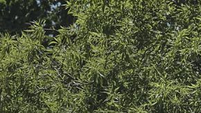 La Ford Lincoln Navigator