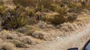 Silverado EV Trail Boss 2026