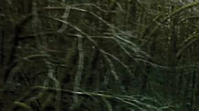 Subaru Forester 2025