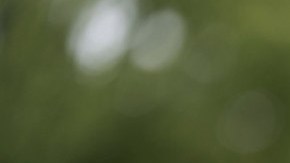 Thomas Douglas Homan, zar fronterizo