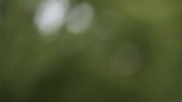 Thomas Douglas Homan, zar fronterizo