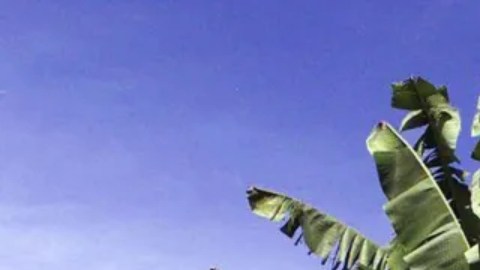 Soldados colombianos patrullando una plantación de bananas en el año 2000.