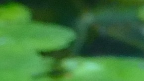 En relación con el ataque, se capturaron dos caimanes en la zona.