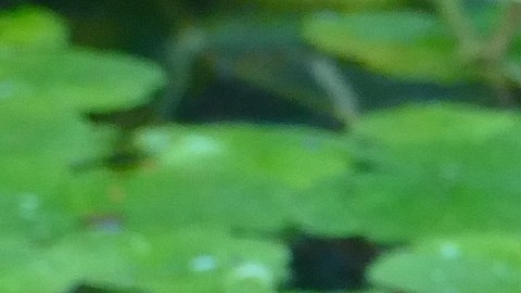 En relación con el ataque, se capturaron dos caimanes en la zona.