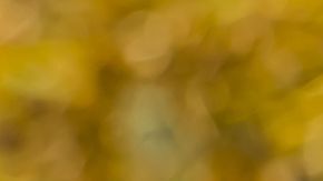 El comino es una planta valiosa en el mundo espiritual.