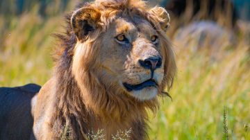 En los sueños, los leones mandan un mensaje importante sobre nuestro mundo interior.