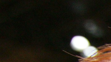 Muere a los 61 años Ed Gale el hombre detrás de Chucky