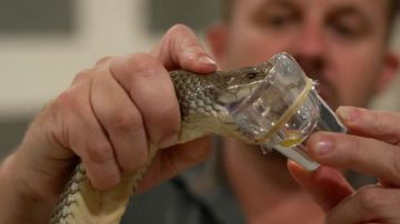 La paradoja del veneno: cómo los animales más letales de Australia salvan vidas
