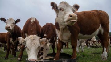 La multimillonaria estafa de las "vacas virtuales" que sacude a Uruguay, uno de los países más ganaderos del mundo