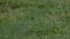 César Ramos, árbitro mexicano.