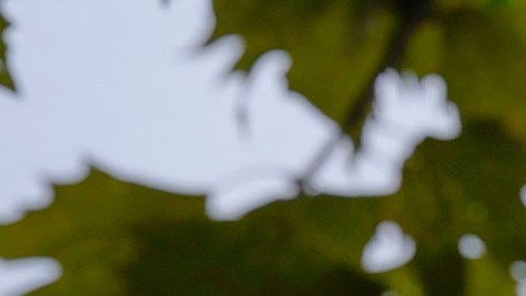 La Corte Suprema decidió este viernes sobre el derecho de ciudadanía por nacimiento.