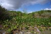 Exposed earth is seen in a dried up airboat trail at Mack's Fish Camp, a family-run airboat tour business which has been shut down for more than five weeks due to drought conditions in the Florida Everglades, near Miramar, Fla., Wednesday, May 28, 2025. (AP Photo/Rebecca Blackwell)