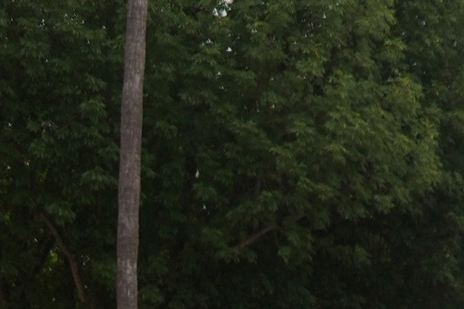 Sheinbaum confirma detención de 35 mexicanos en Los Ángeles: "No es con redadas y violencia como se va a atender el fenómeno migratorio"