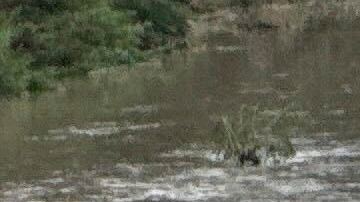 Las aguas desbordadas del arroyo Perrin Beitel arrastraron más de una docena de vehículos