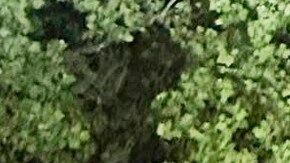 una crecida repentina de arroyos que arrastró vehículos y obligó a algunos residentes a refugiarse en árboles.
