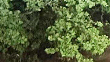 una crecida repentina de arroyos que arrastró vehículos y obligó a algunos residentes a refugiarse en árboles.