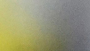 Los Ángeles FC decepcionaron en el torneo.