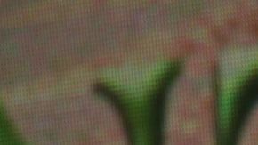 Arturo Carmona Alicia Villarreal