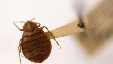 A bed bug is displayed at the Smithsonian Institution National Museum of Natural History in Washington, Wednesday, March 30, 2011. It's that time of year when the bugs emerge to bug us. Some can pose real threats _ Lyme disease from tiny ticks, West Nile virus from mosquitoes, or life-threatening allergic reactions to bee stings. But most bug bites in this country are an itchy nuisance. (AP Photo/Carolyn Kaster)